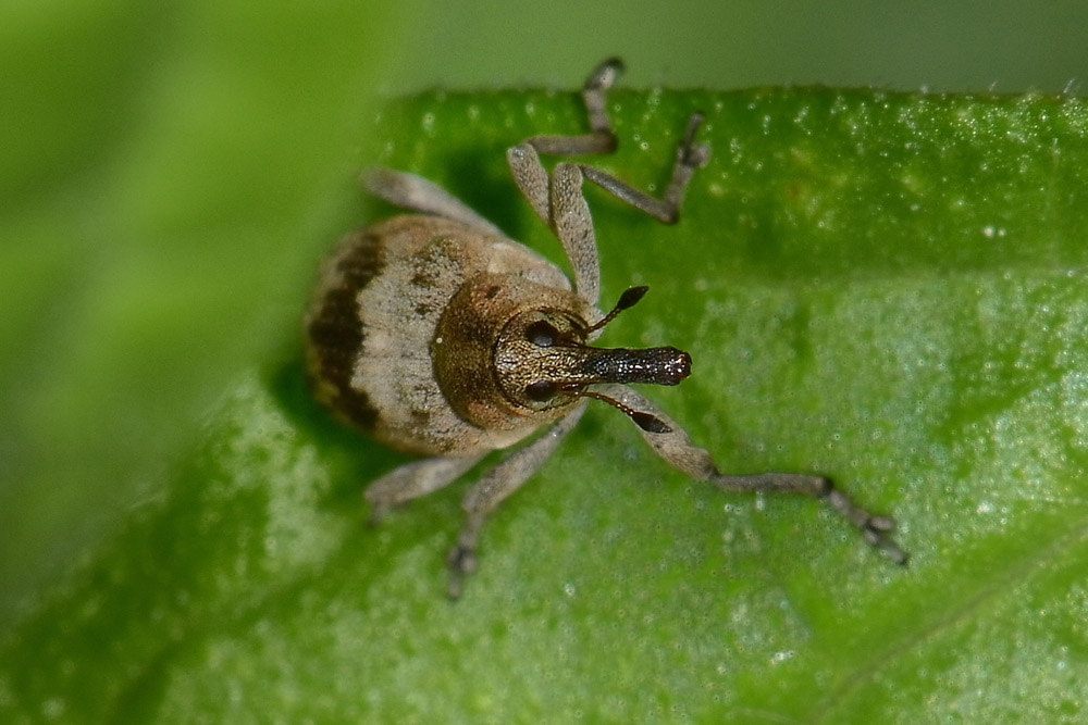 Tapeinotus sellatus - Curculionidae